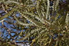 Banksia ashbyi ashbyi