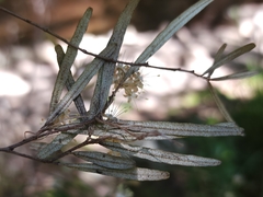 Phebalium squamulosum