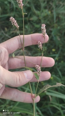 Persicaria maculosa