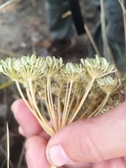 Kitagawia baicalensis