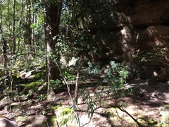 Phebalium squamulosum