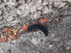 Nyctophila reichii