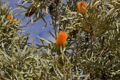 Banksia ashbyi ashbyi