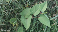 Reynoutria × bohemica