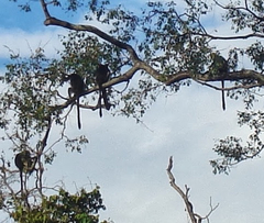 Piliocolobus gordonorum