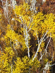 Halocarpus bidwillii