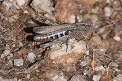 Chorthippus biguttulus