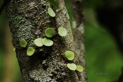 Pyrrosia