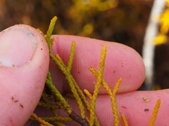 Halocarpus bidwillii
