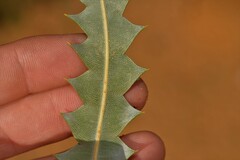 Banksia ashbyi ashbyi