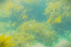 Trachinops noarlungae