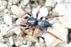 Trachyzelotes pedestris