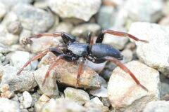 Trachyzelotes pedestris