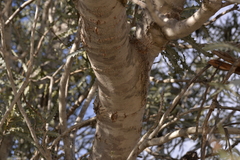 Banksia ashbyi ashbyi