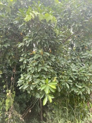 Planchonella obovata