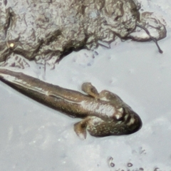 Periophthalmodon schlosseri