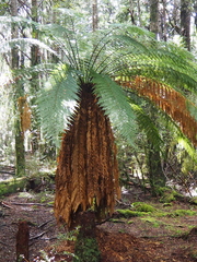 Dicksonia fibrosa