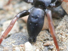 Trachyzelotes pedestris