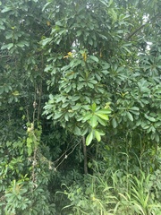 Planchonella obovata