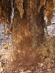Dicksonia fibrosa