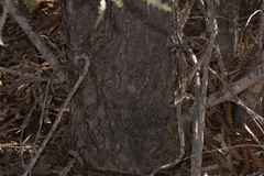 Banksia ashbyi ashbyi