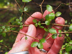 Neomyrtus pedunculata