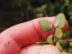 Neomyrtus pedunculata