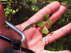 Elaeocarpus hookerianus