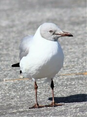 Chroicocephalus cirrocephalus poiocephalus