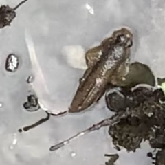 Periophthalmodon schlosseri