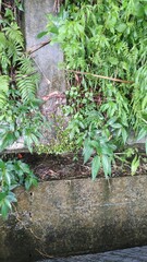 Lemmaphyllum microphyllum