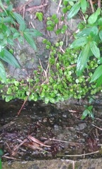 Lemmaphyllum microphyllum