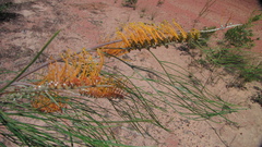 Grevillea pteridifolia