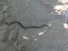 Laticauda saintgironsi