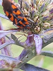 Spilostethus saxatilis