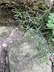 Moehringia muscosa