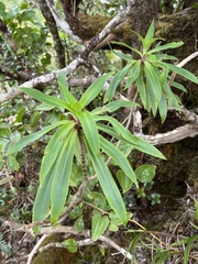Dubautia raillardioides