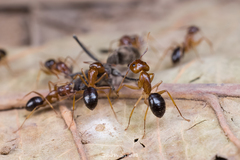 Camponotus