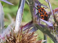 Spilostethus saxatilis