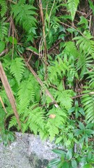 Polypodiopsida