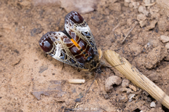 Sarbanissa catacoloides