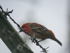 Foudia madagascariensis
