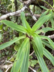Dubautia raillardioides