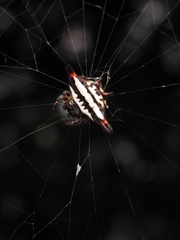 Gasteracantha geminata