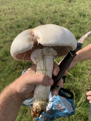 Agaricus urinascens