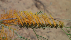 Grevillea pteridifolia
