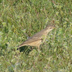 Anthus leucophrys