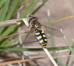 Syrphidae