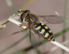 Syrphidae