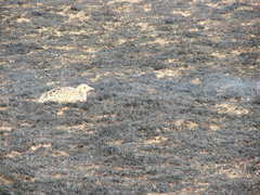 Scleroptila levaillantii